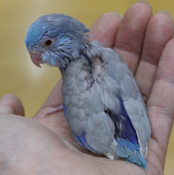 これはレア!マメルリハ(ブルーファロー)2019年07月24日 マメルリハ