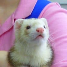 マーシャルフェレット（スターリングシルバー）男の子　２０１８年１２月１２日生まれ