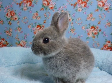 ミニウサギ　グレーカラー　男の子　２０１９年５月生まれ　
