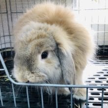 モフモフ♡♡　アメリカンファジーロップイヤー　最新画像！！