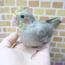 手乗りオカメインコ　シナモン　ヒナ　９月２８日