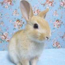 ネザーランドドワーフラビット　フォーン　男の子　９月２１日