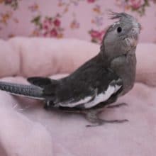 ちょっとレアカラー！オカメインコ　ホワイトフェイス　2019.8/29入舎