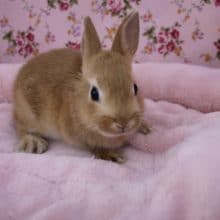 人気カラー！ネザーランドドワーフラビット　2019.9/19入舎