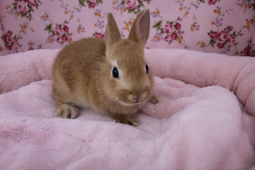 人気カラー ネザーランドドワーフラビット 19 9 19入舎 東京からもほど近い 千葉県 神奈川県 埼玉県でネザーランドドワーフラビット を販売するペットショップ