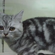 おっとりしています。　マンチカン　男の子