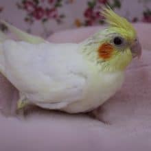 不動の人気！オカメインコ　ルチノー 2019.9/10入舎