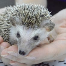 馴れている　ハリネズミ　男の子　2019年9月1日