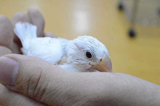 大人気！！白文鳥　ヒナヒナ　