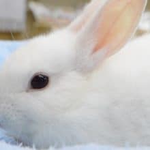 真っ白！！　ネザーランドドワーフラビット　ホワイト