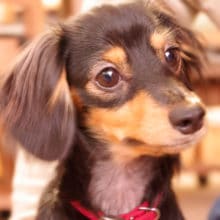 こんなダックスが人気です！