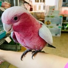 おしゃべり大好きなモモイロインコさん！