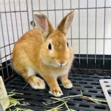 カワイイ！　ネザーランドドワーフラビット　オレンジ　最新画像！！