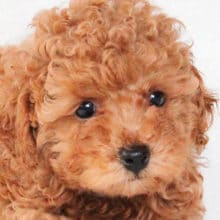 こんなプードルが人気です！