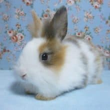 ライオンラビット　ブロークン　女の子　１０月２４日