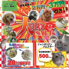 ２０１９年１０月１９日～１０月２７日まで大決算セール！