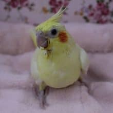 人気No.1!!　オカメインコ　ルチノー　2019.10/3入舎