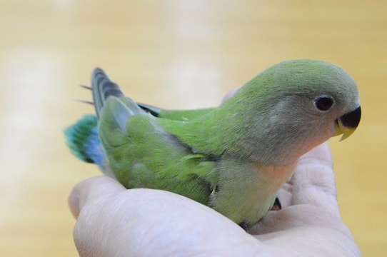 コザクラインコ（小桜インコ）