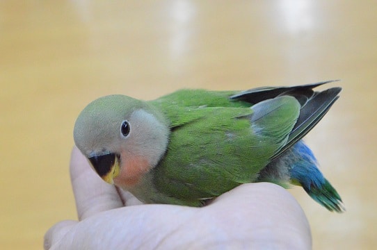 人気カラーだよ！！　コザクラインコ　ノーマル　ヒナ