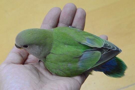 コザクラインコ（小桜インコ）