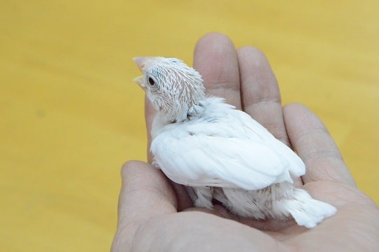 白文鳥