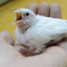 白文鳥　ヒナ　人気！！