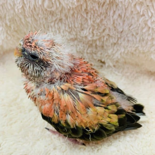 アキクサインコ（秋草インコ）