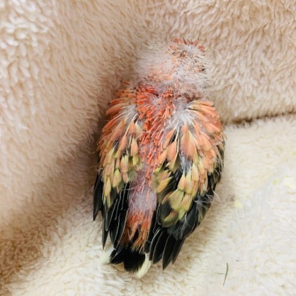 アキクサインコ（秋草インコ）