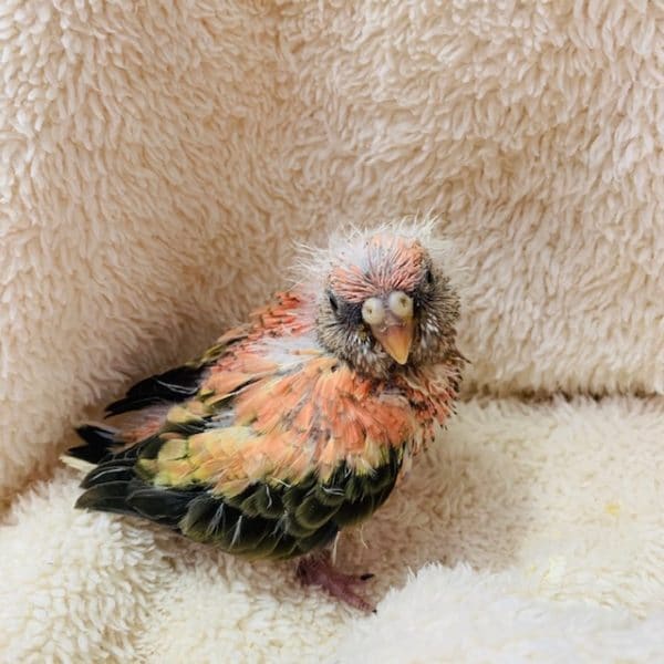 アキクサインコ（秋草インコ）