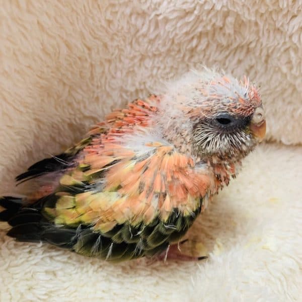 アキクサインコ（秋草インコ）