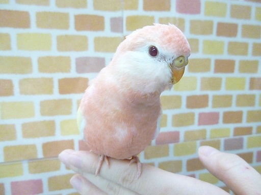 アキクサインコ ルビノー １１月８日 東京からもほど近い 千葉県 神奈川県 埼玉県でアキクサインコ 秋草インコ を販売するペットショップ