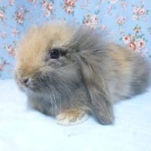 ライオンロップイヤー　男の子　１１月１５日