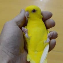 最新画像！　ニギコロ少しできます。レアカラー♥　サザナミインコ　ルチノー　一人餌です。