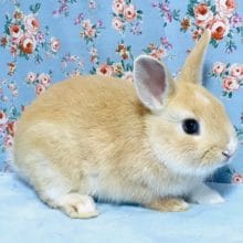 ミニウサギ　オレンジ　２０１９年９月下旬生まれ