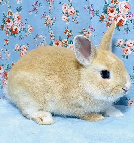 ミニウサギ　オレンジ　２０１９年９月下旬生まれ