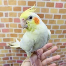 手乗りオカメインコ　ルチノー　1月１６日撮影