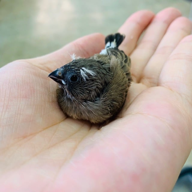錦花鳥（キンカチョウ）