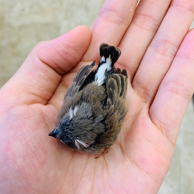 錦花鳥（キンカチョウ）