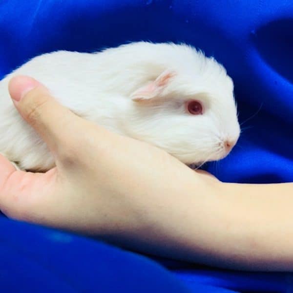 片手に乗っちゃう中毛モルモットさん入舎です☆ モルモット