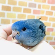 サザナミインコ　コバルト　２０１９年１０月生まれ