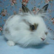 ライオンラビット　ブロークンチェスナット　男の子　１２月１８日撮影