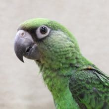 動画アップしました。ズアカハネナガ　ヒナ餌卒業しました。　国産！！