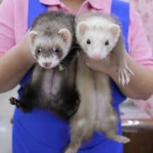 流山店・新松戸店合同！！マーシャルフェレットフェア開催中！