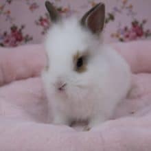 模様がステキ！ライオンラビット 2019.12/17入舎