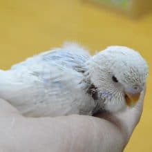 ジャンボセキセイインコ　色違いのスパングル　雛　入舎しました。
