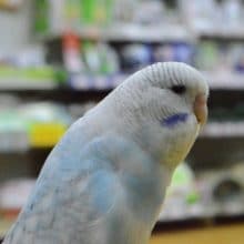 だいぶ馴れてきました。　ジャンボセキセイインコ　スパングル　最新画像