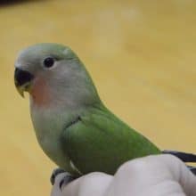 馴れてます。　コザクラインコ　ノーマル　ヒナ餌卒業してます。