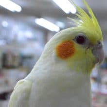 最新画像！！！人気カラー　オカメインコ　ルチノーパール　　