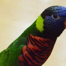 馴れているよ！ゴシキセイガイインコ、１０／１３　卵を産みましたっ