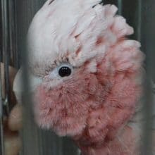 カキカキ出来るようになりました！モモイロインコの女の子が入舎しました。